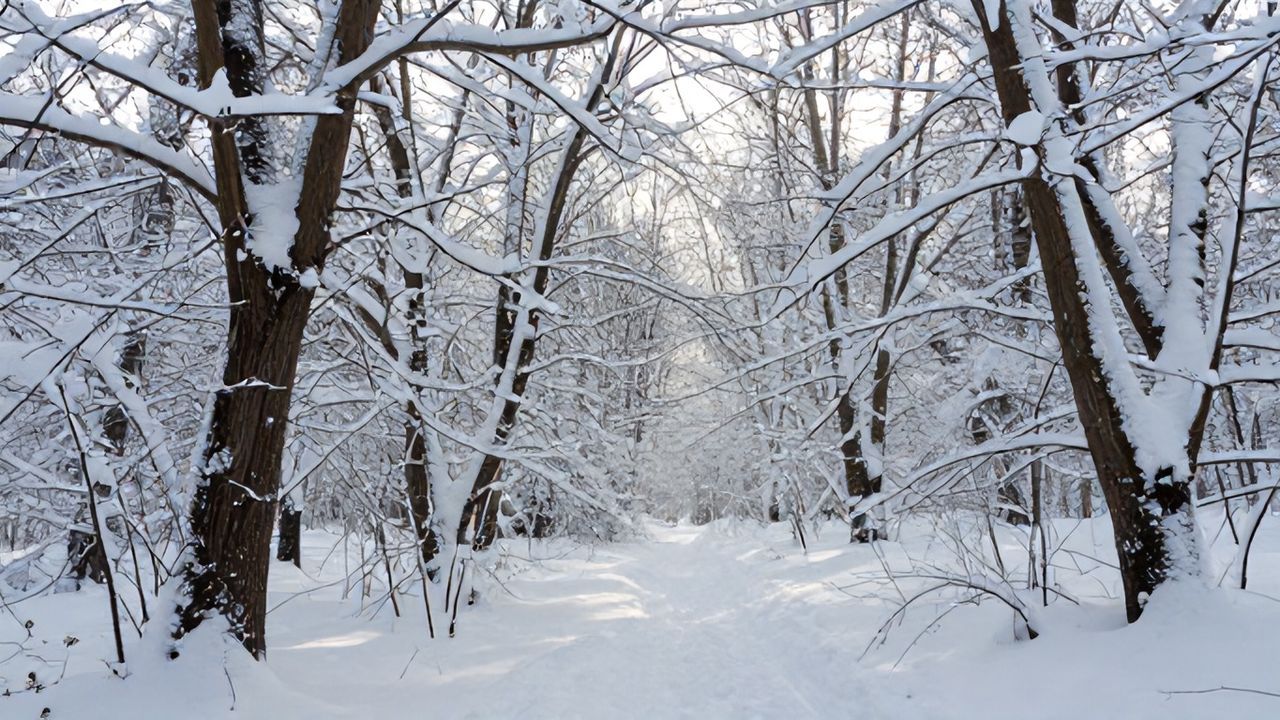 İstanbul'un Aydos Ormanı'nda Muazzam Kar Manzaraları