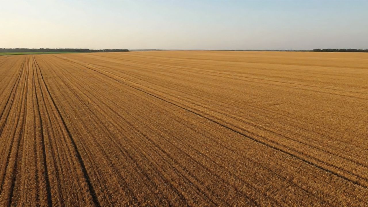 Çin'den 2025'te Rekor Tahıl Üretimi: Küresel Piyasalara Etki