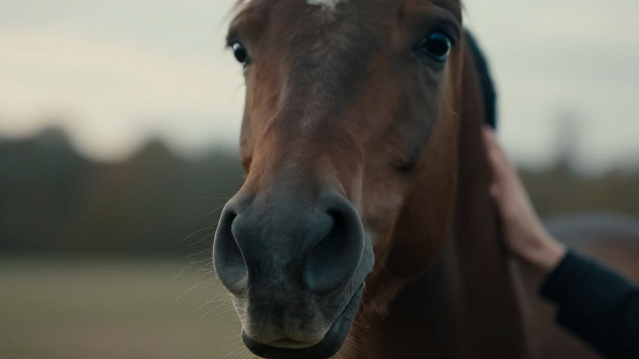 Bilimsel Araştırma Kanıtladı: Atlar İnsan Korkusunu Koklayabiliyor