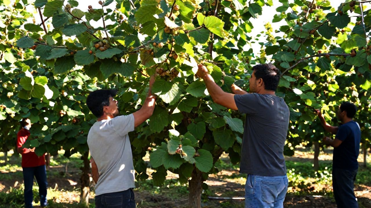 Giresun'da Kahverengi Kokarca Mücadelesi Devam Ediyor